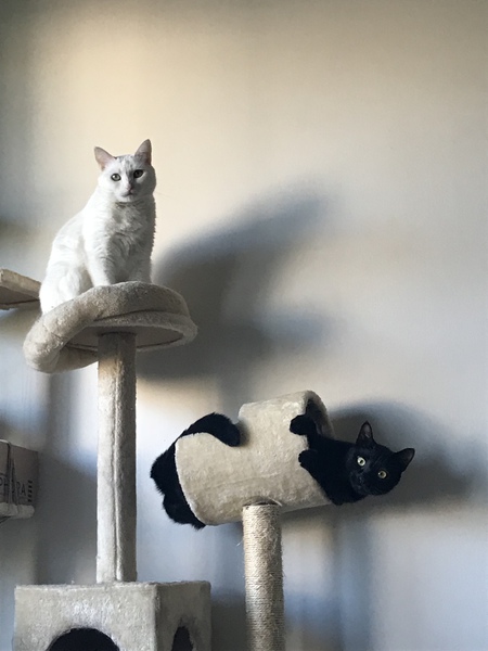 Entry image for Lacey and Django. Clicking this image will show a larger photo