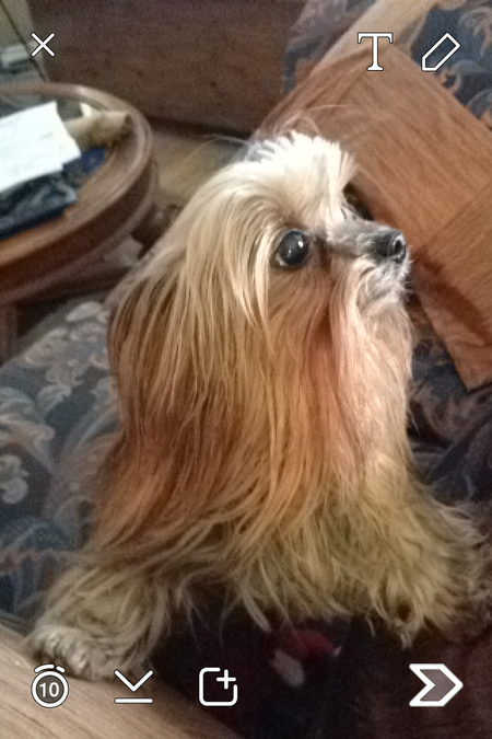 Entry image for Iggy. Clicking this image will show a larger photo