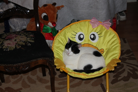 Entry image for Sheba. Clicking this image will show a larger photo