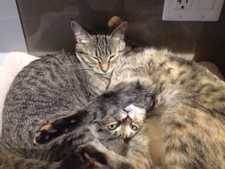 Entry image for Lilli & Graci. Clicking this image will show a larger photo