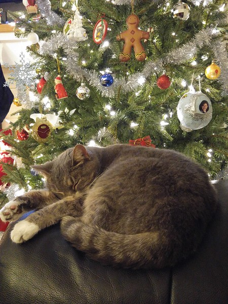 Entry image for Phoebe. Clicking this image will show a larger photo