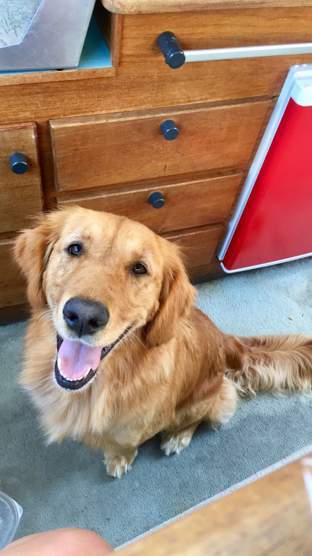 Entry image for Cleo. Clicking this image will show a larger photo