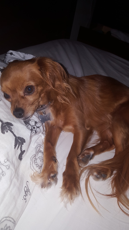 Entry image for Ginger. Clicking this image will show a larger photo