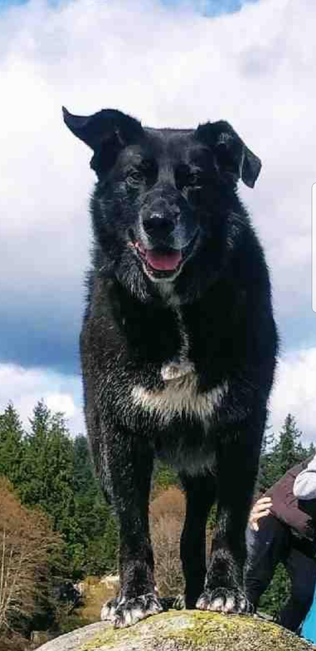 Entry image for Connor. Clicking this image will show a larger photo