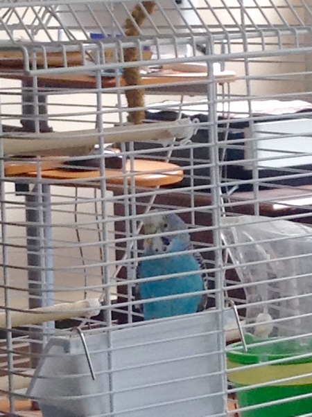 Entry image for Blue Bird. Clicking this image will show a larger photo