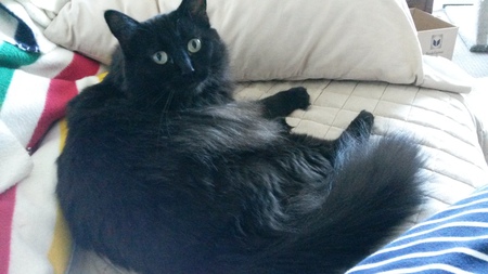 Entry image for Merlin. Clicking this image will show a larger photo