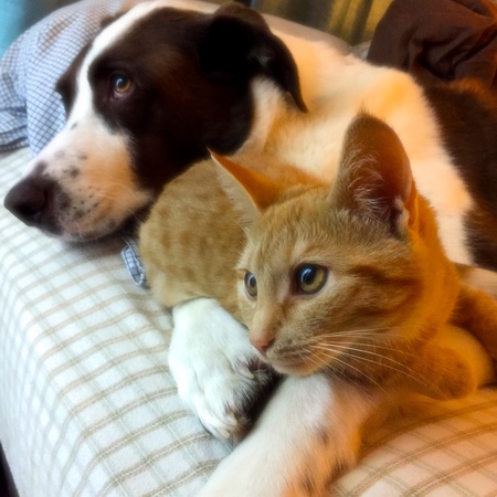 Entry image for Ginger & Finnley. Clicking this image will show a larger photo