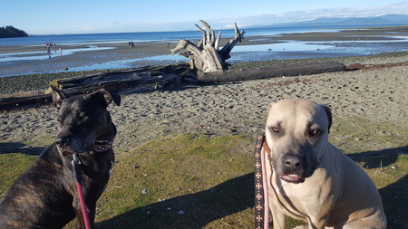 Entry image for Karma & Athena. Clicking this image will show a larger photo