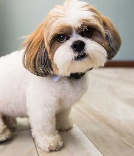 Entry image for Studly. Clicking this image will show a larger photo