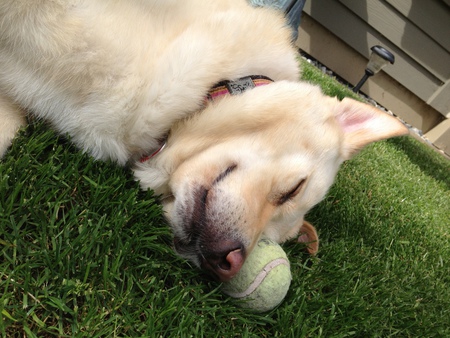 Entry image for Sadie. Clicking this image will show a larger photo