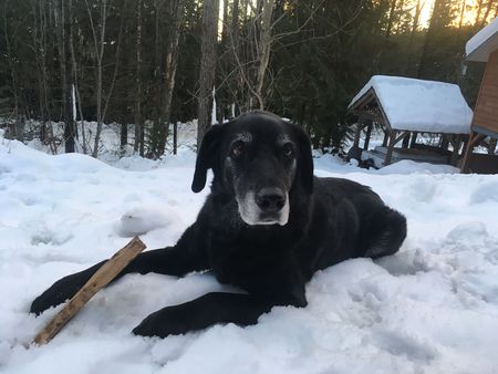 Entry image for Mira. Clicking this image will show a larger photo