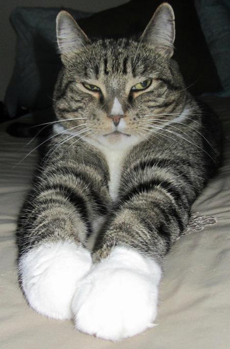 Entry image for Purr Chance. Clicking this image will show a larger photo