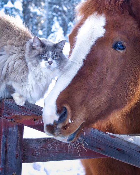 Entry image for Mr. Misty (& Lola). Clicking this image will show a larger photo