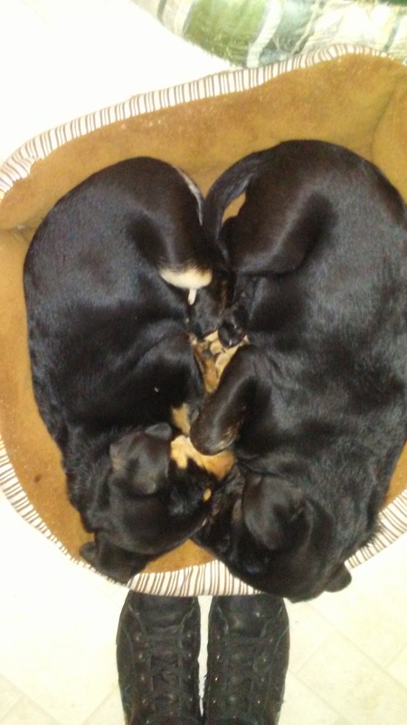 Entry image for Carolina and Celine. Clicking this image will show a larger photo