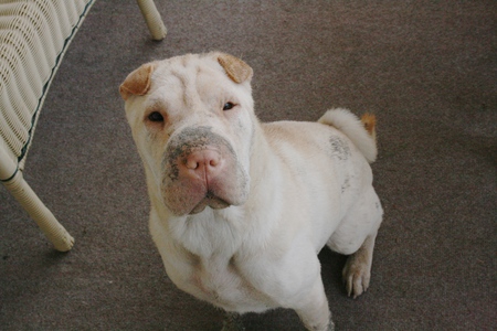 Entry image for Ike. Clicking this image will show a larger photo