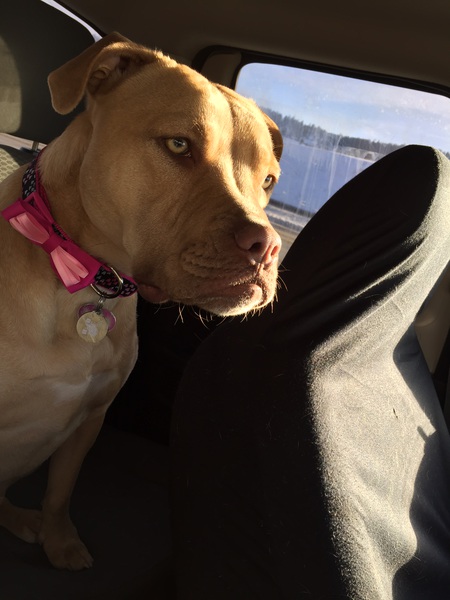 Entry image for Honey. Clicking this image will show a larger photo