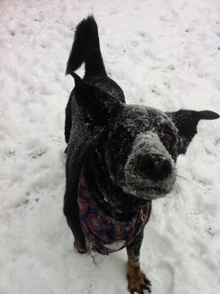 Entry image for Chevy. Clicking this image will show a larger photo