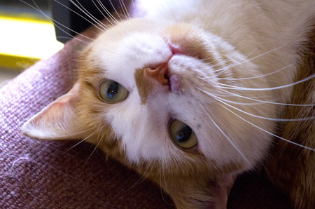 Entry image for Nicholas. Clicking this image will show a larger photo