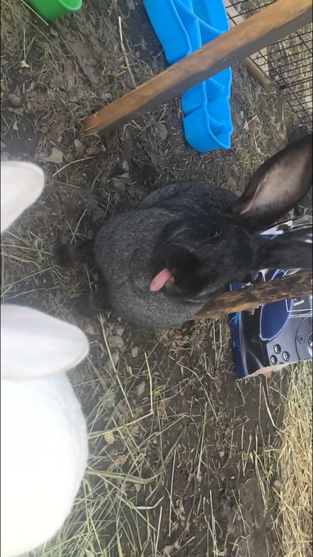 Entry image for Peter rabbit . Clicking this image will show a larger photo