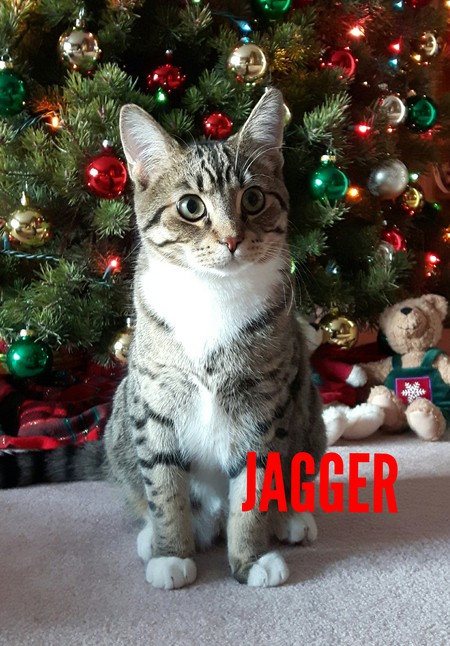Entry image for Jagger. Clicking this image will show a larger photo