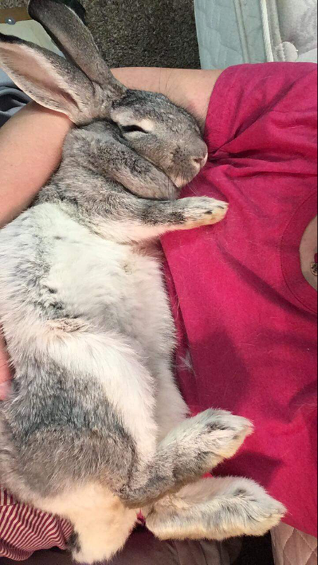 Entry image for Foo-Foo bunny. Clicking this image will show a larger photo