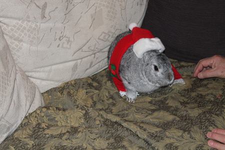 Entry image for Bunbun. Clicking this image will show a larger photo