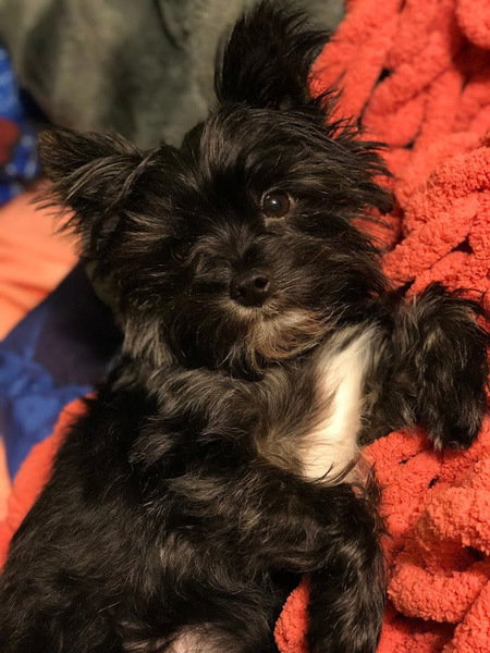 Entry image for Yoda. Clicking this image will show a larger photo