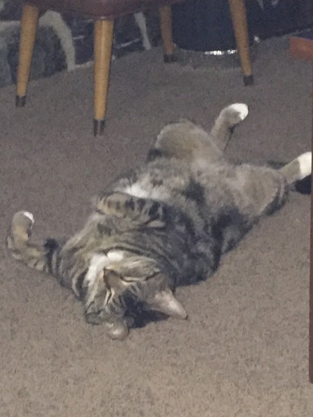 Entry image for Ace. Clicking this image will show a larger photo