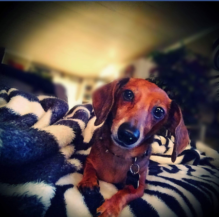 Entry image for Chester. Clicking this image will show a larger photo