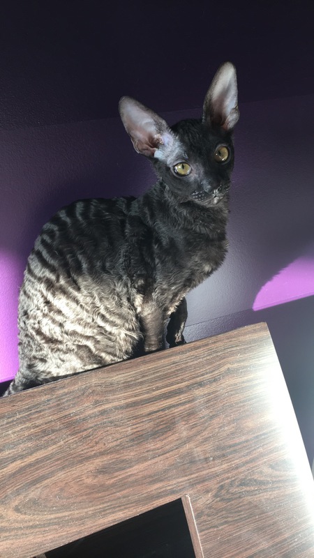 Entry image for Jagger. Clicking this image will show a larger photo