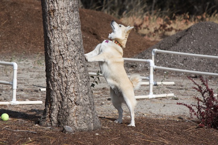 Entry image for Copper. Clicking this image will show a larger photo