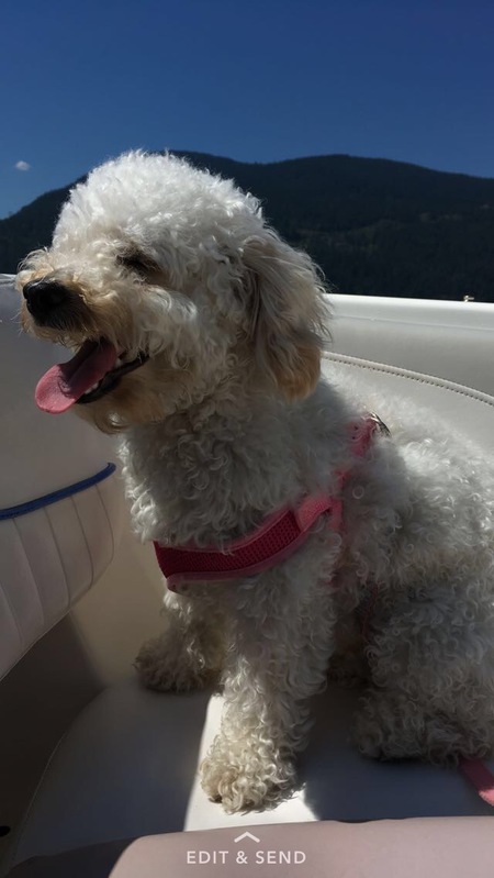 Entry image for Luna. Clicking this image will show a larger photo