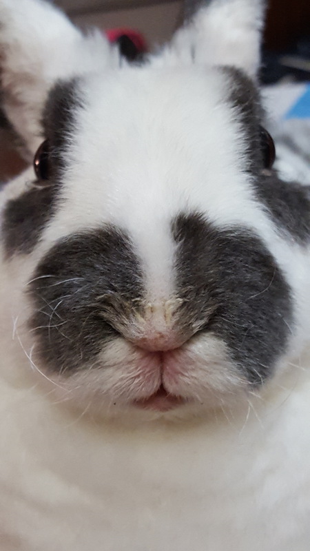 Entry image for Jethro Tull. Clicking this image will show a larger photo