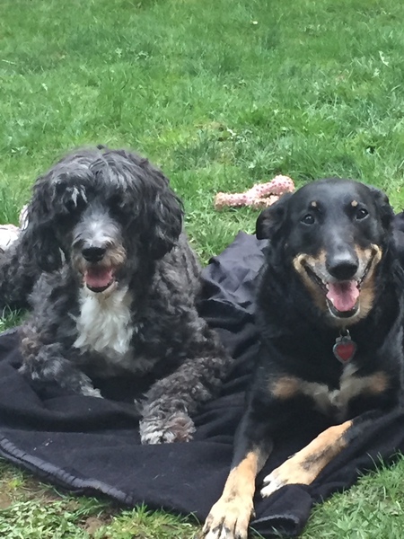 Entry image for Bandit and Marley. Clicking this image will show a larger photo