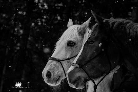 Entry image for Amigo & Preya. Clicking this image will show a larger photo