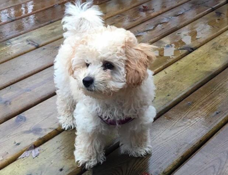 Entry image for Luna :). Clicking this image will show a larger photo