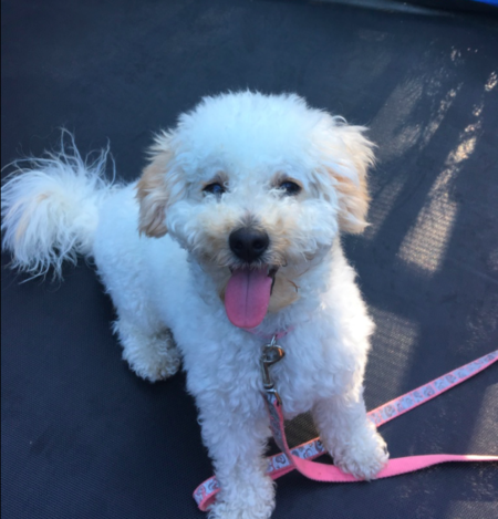 Entry image for Luna (the moon!). Clicking this image will show a larger photo