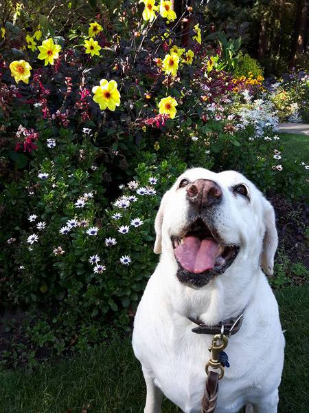 Entry image for Maisy. Clicking this image will show a larger photo