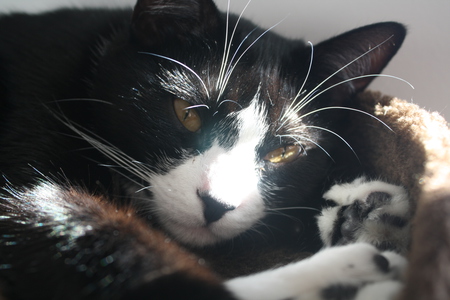 Entry image for Luna. Clicking this image will show a larger photo