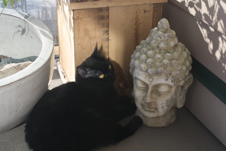 Entry image for Shadow. Clicking this image will show a larger photo