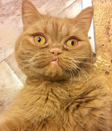 Entry image for Captain Pancake . Clicking this image will show a larger photo