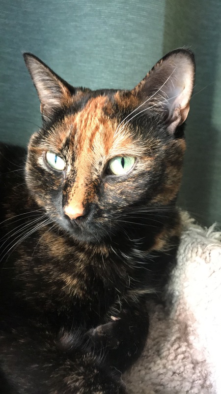 Entry image for Moxi. Clicking this image will show a larger photo