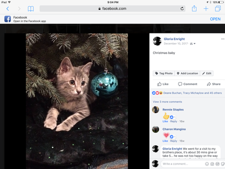 Entry image for Wallace. Clicking this image will show a larger photo