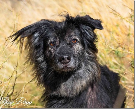 Entry image for Peanut. Clicking this image will show a larger photo