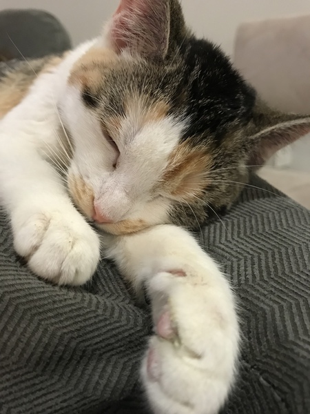 Entry image for Moochie. Clicking this image will show a larger photo