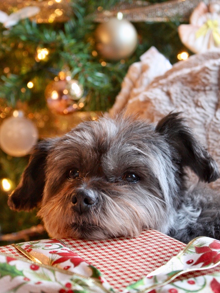 Entry image for Sheesh. Clicking this image will show a larger photo