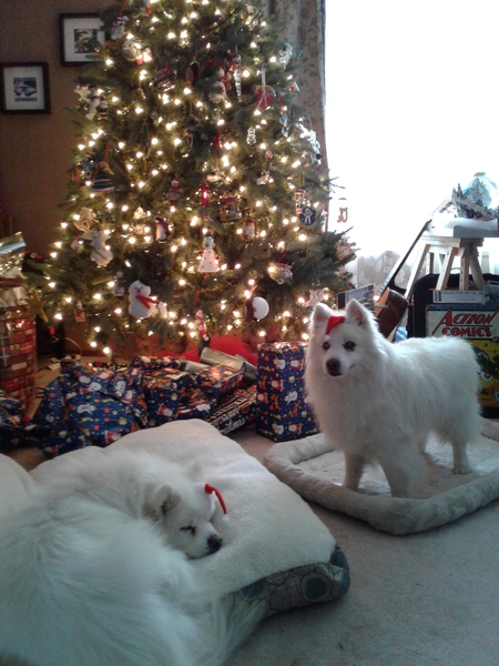 Entry image for Mylo an Rex. Clicking this image will show a larger photo