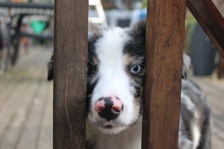 Entry image for Blue. Clicking this image will show a larger photo