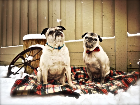 Entry image for Myrtle and Jack. Clicking this image will show a larger photo