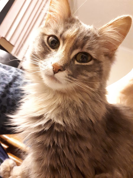 Entry image for Nermal. Clicking this image will show a larger photo